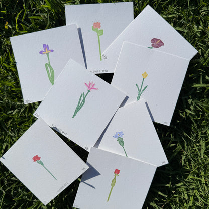 CJ's Flowers Series 2 - Surprise Pack [5 Prints]
